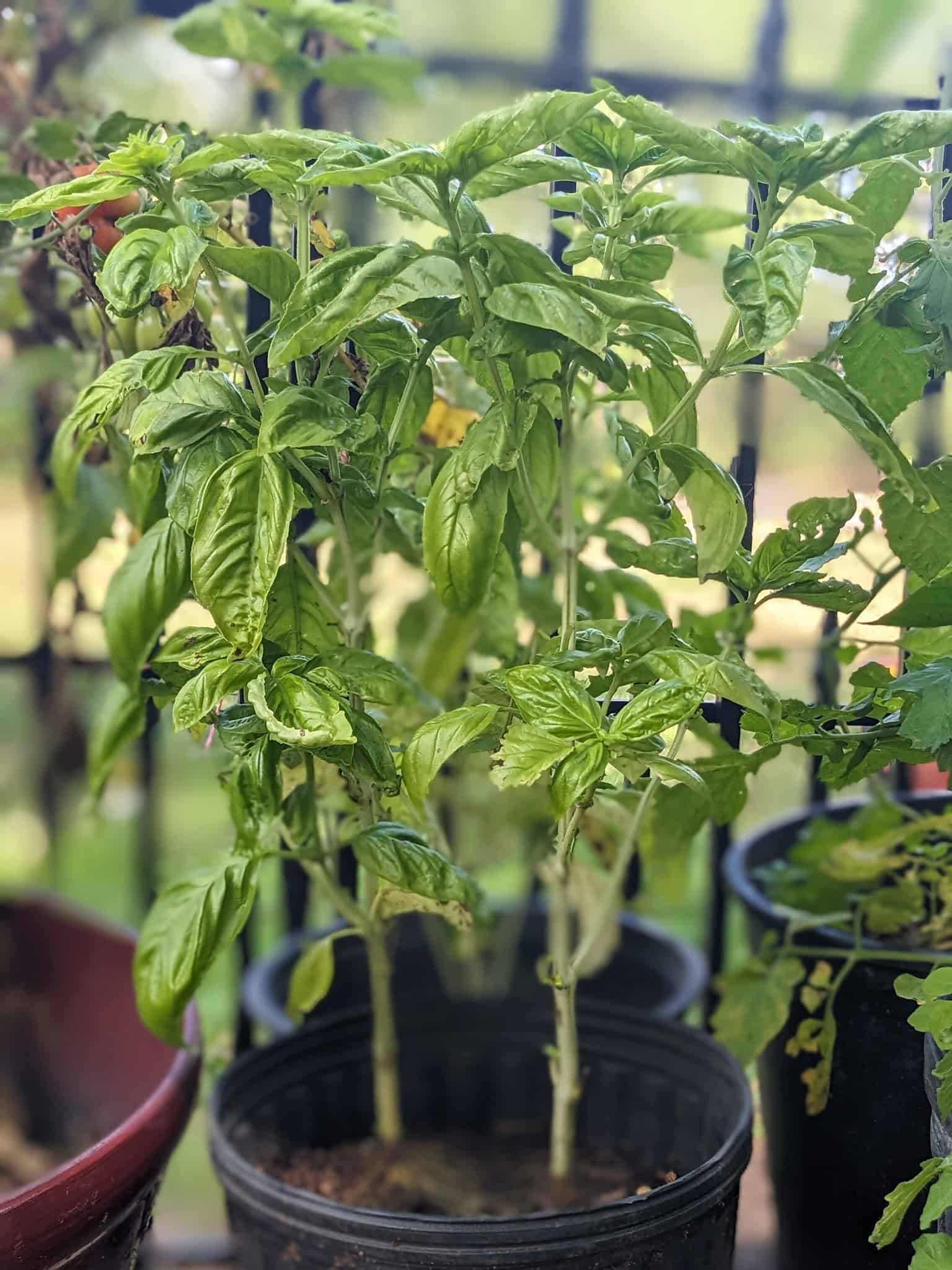What To Do With Bolted Basil? And How To Keep Basil From Bolting? The