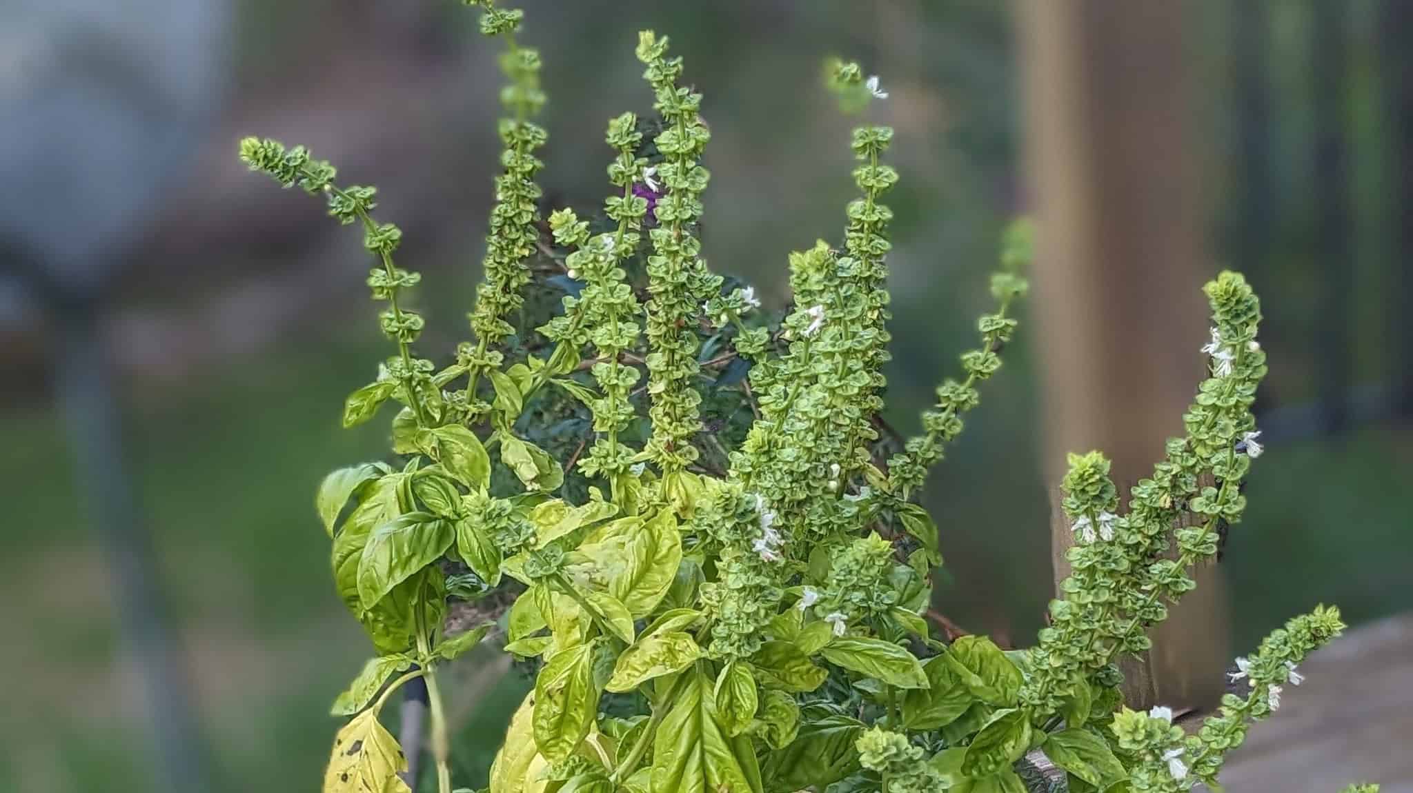 What To Do With Bolted Basil? And How To Keep Basil From Bolting? The