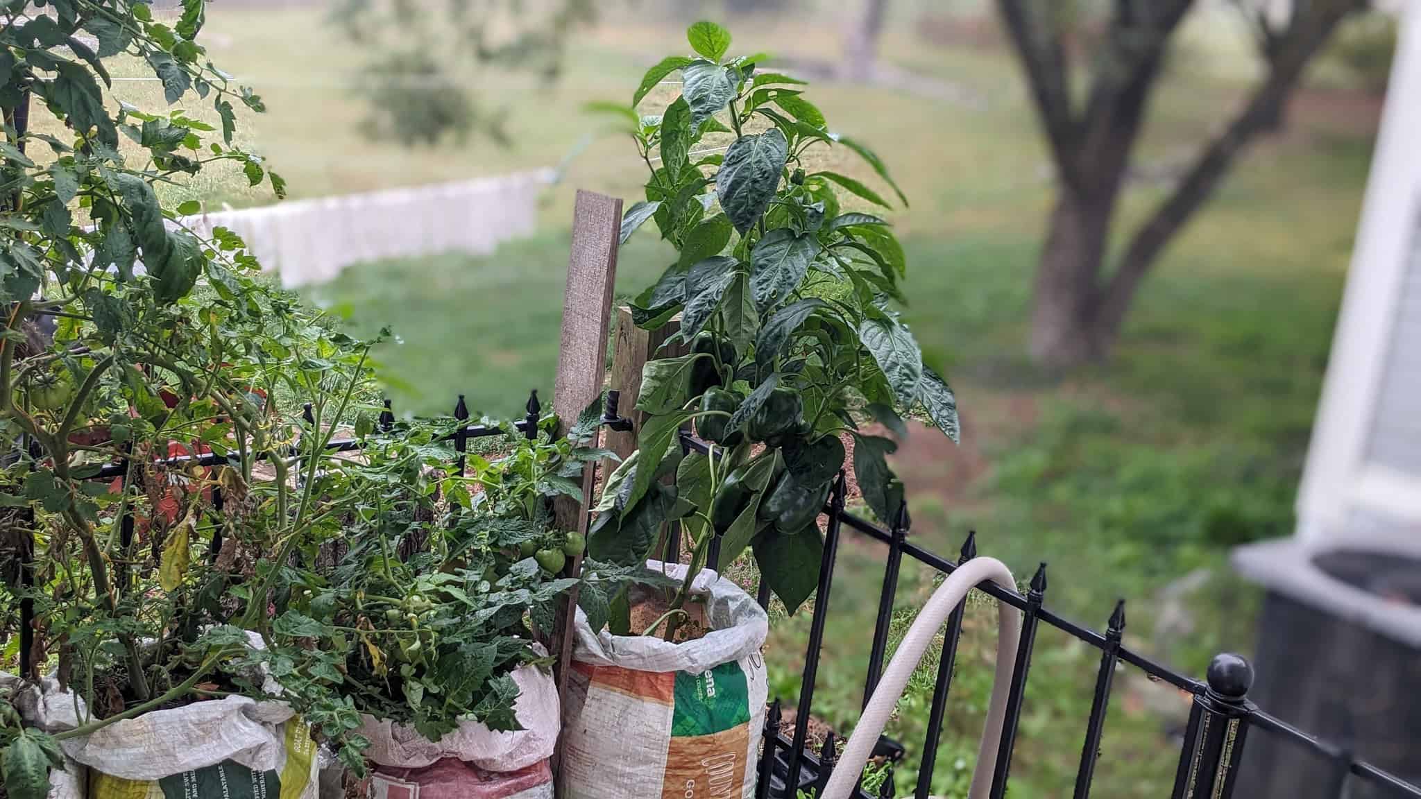 Growing Peppers In Feed Bags An InDepth Guide
