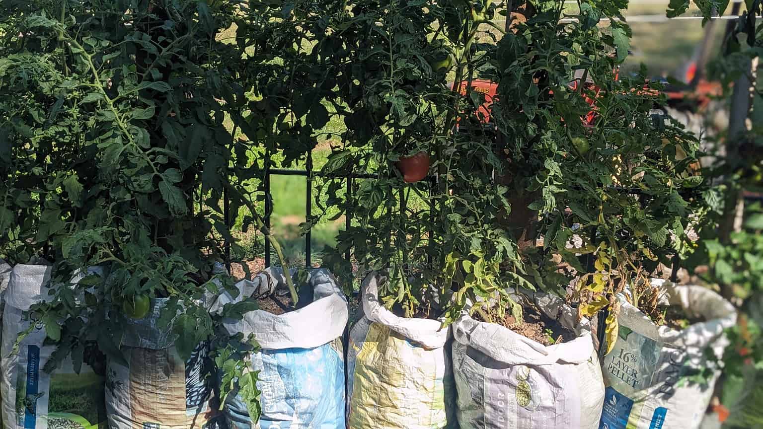 BEST SOIL TO START TOMATO SEEDS INDOORS visual data 7