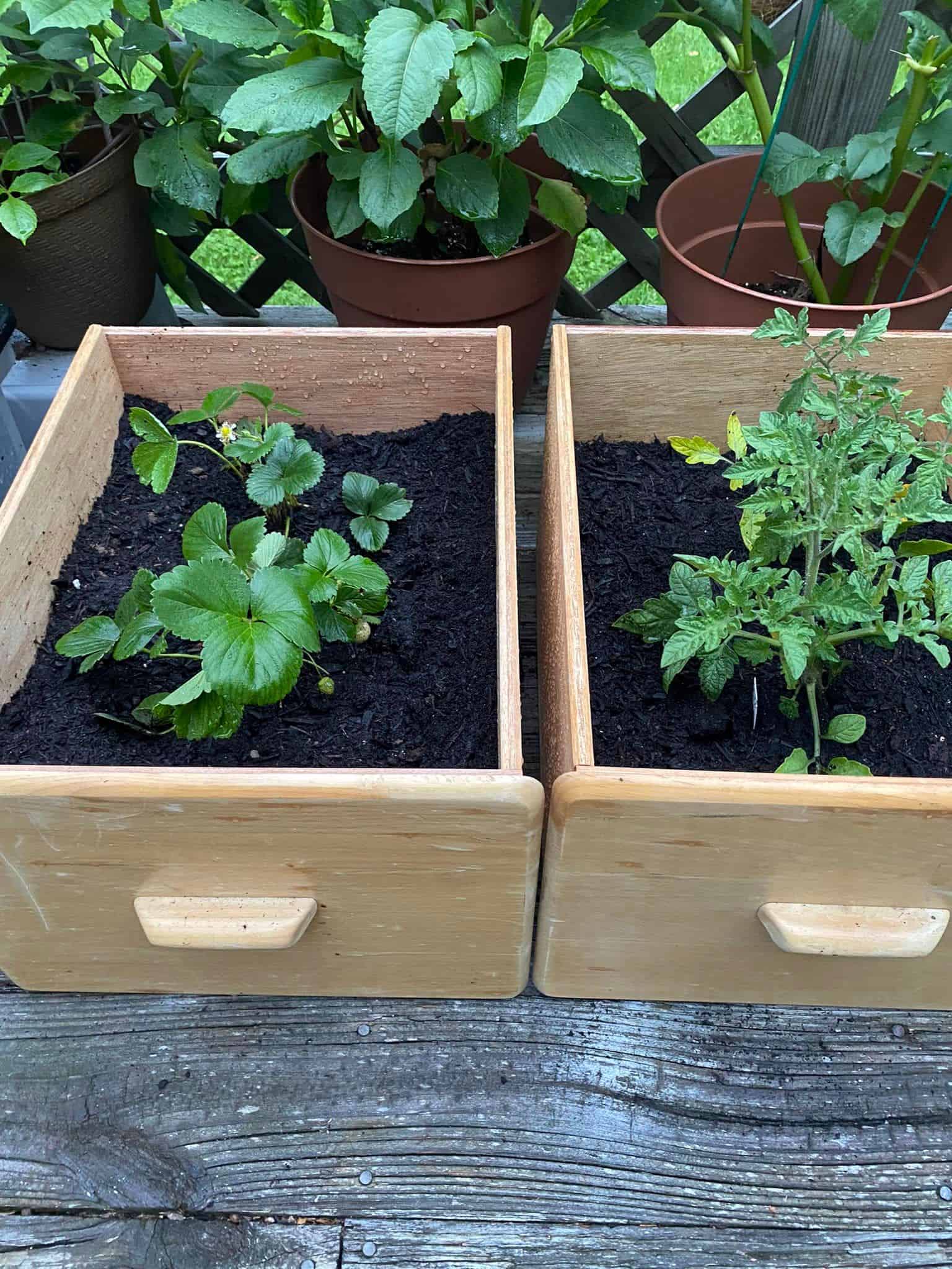 25 Raised Bed Garden Ideas - The Ultimate Homestead