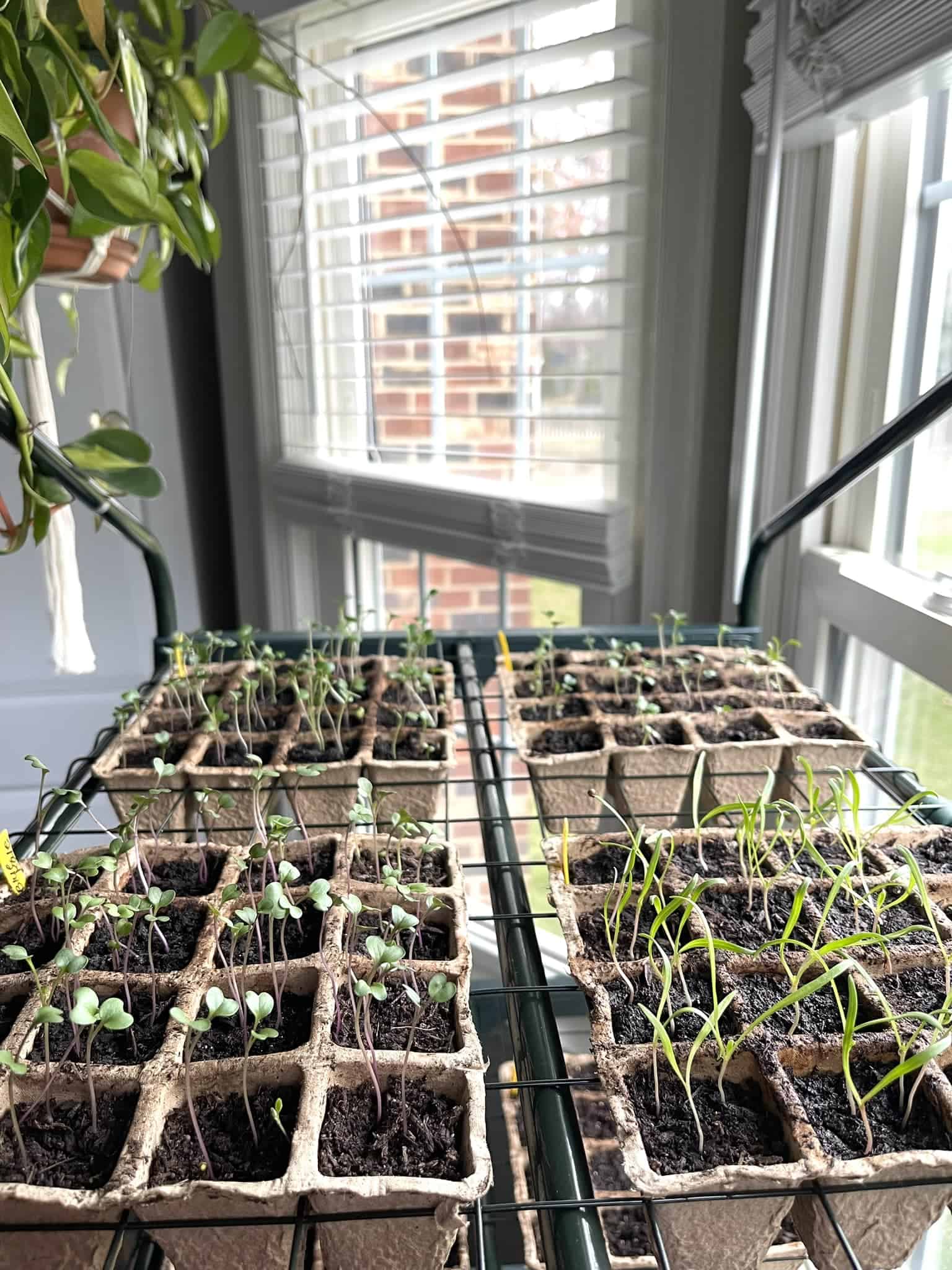tray of seeds in a windowsill