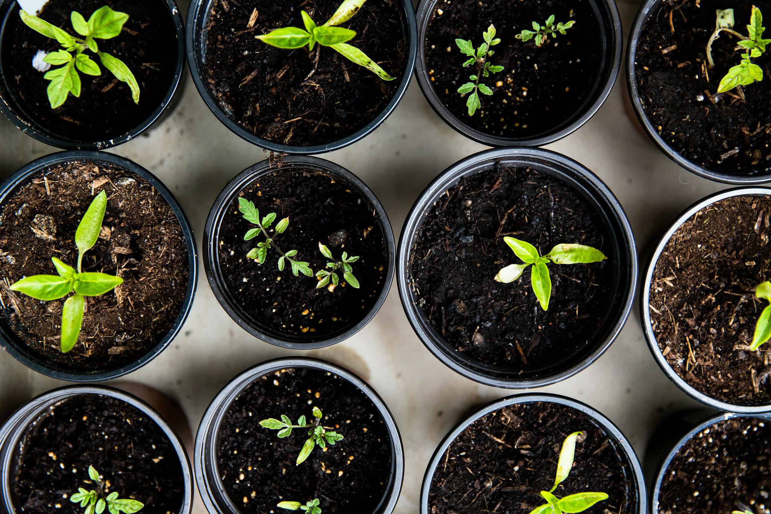 row of pots with small plants
