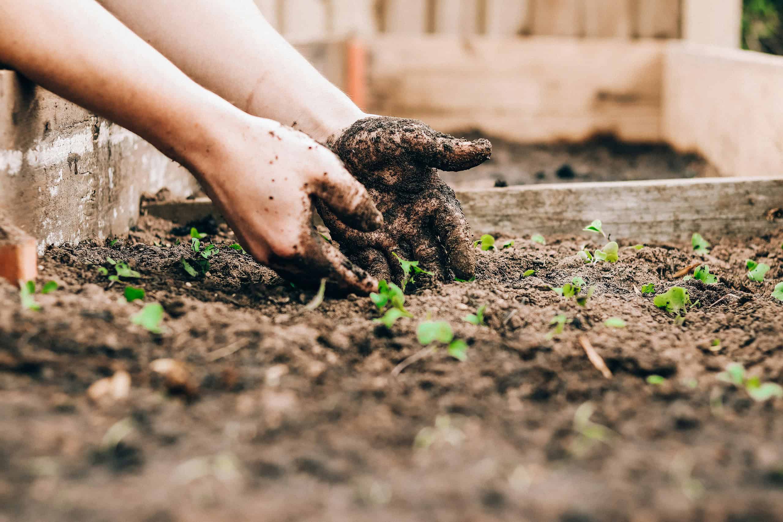 a person's hand cultivating a soil
