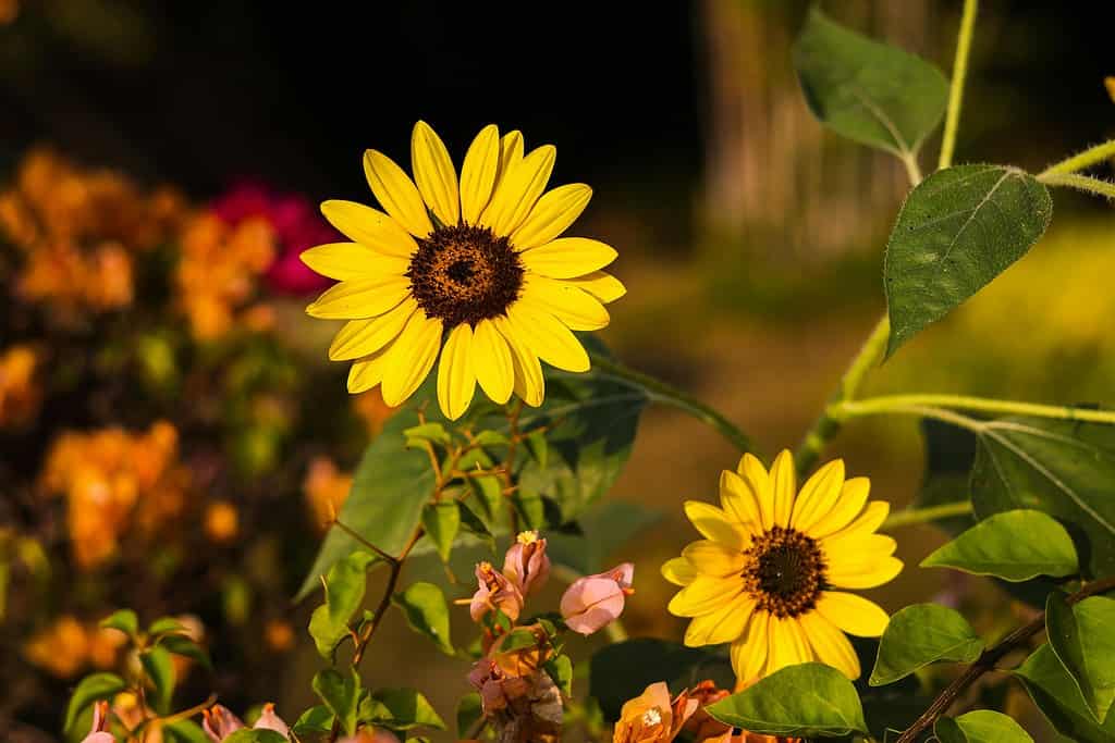 garden