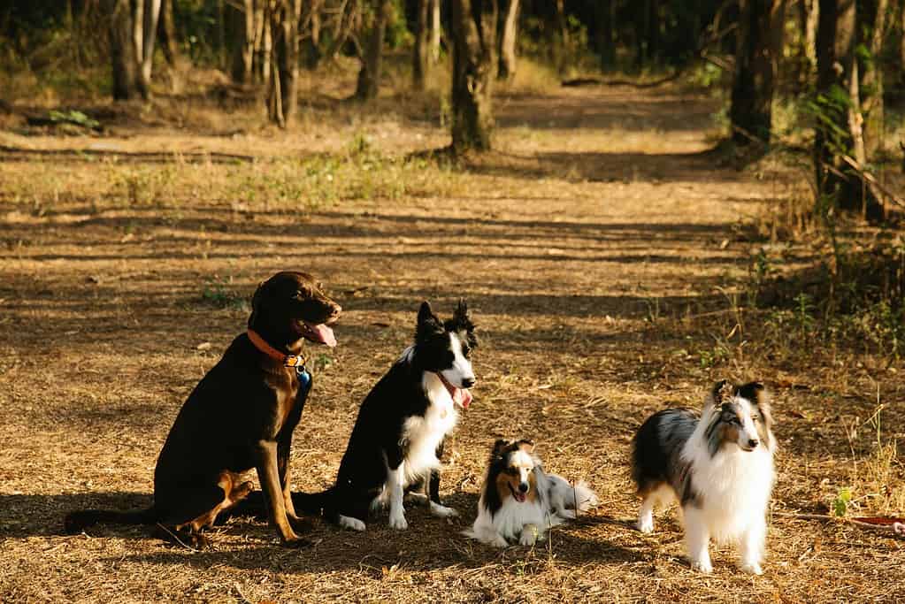different dog breeds sitting outside