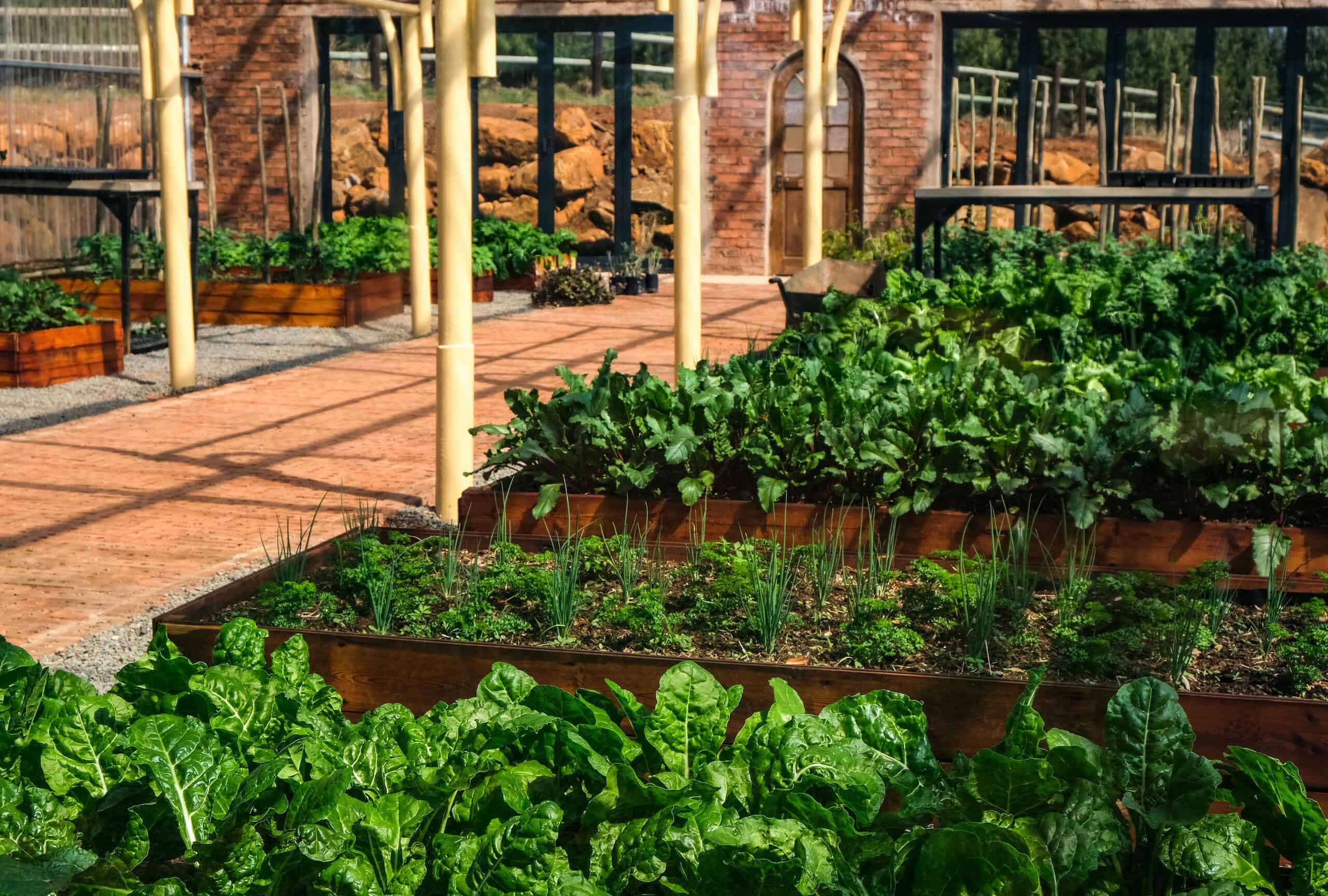 raised garden beds filled with leafy greens