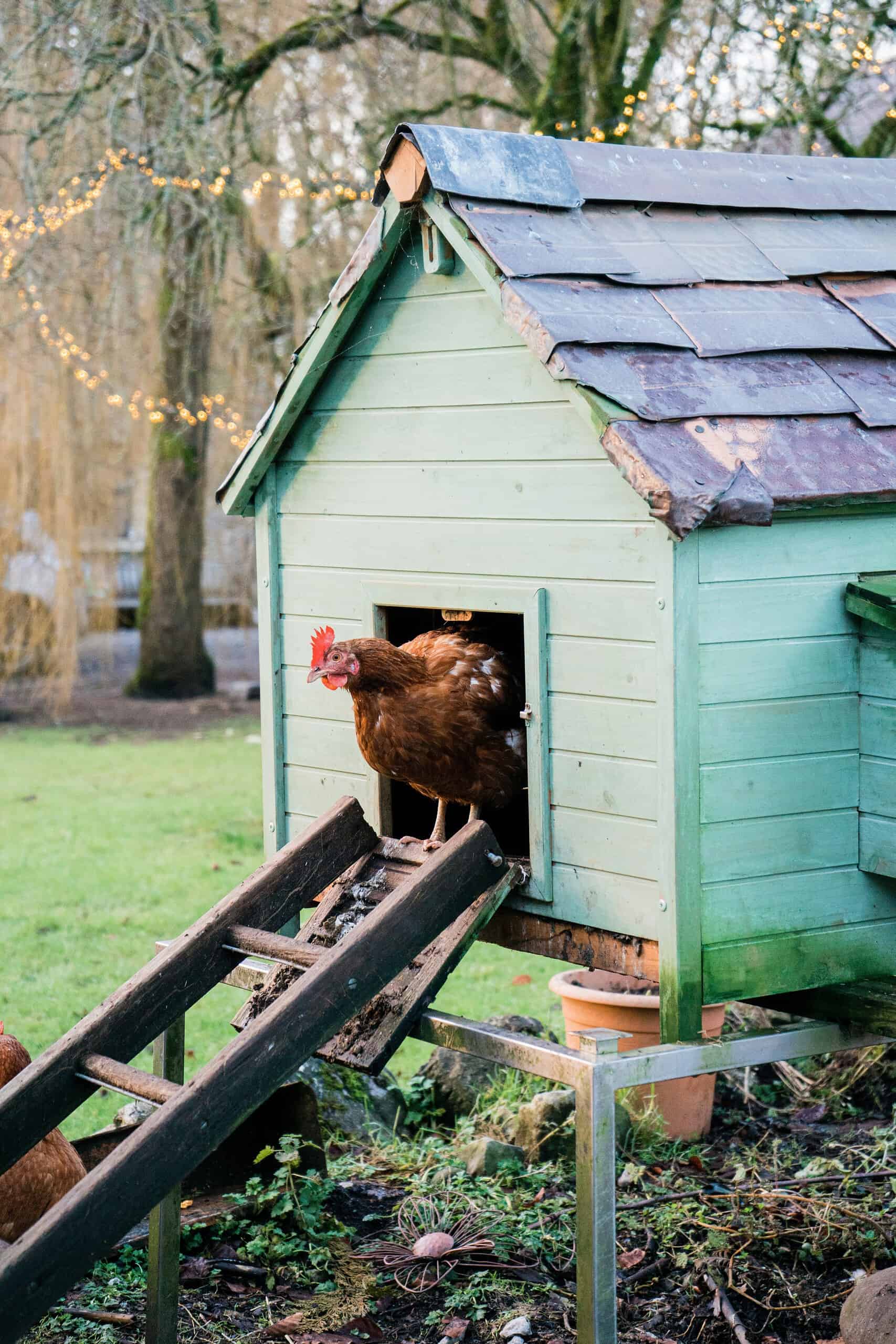 a chicken standing in front of a coop