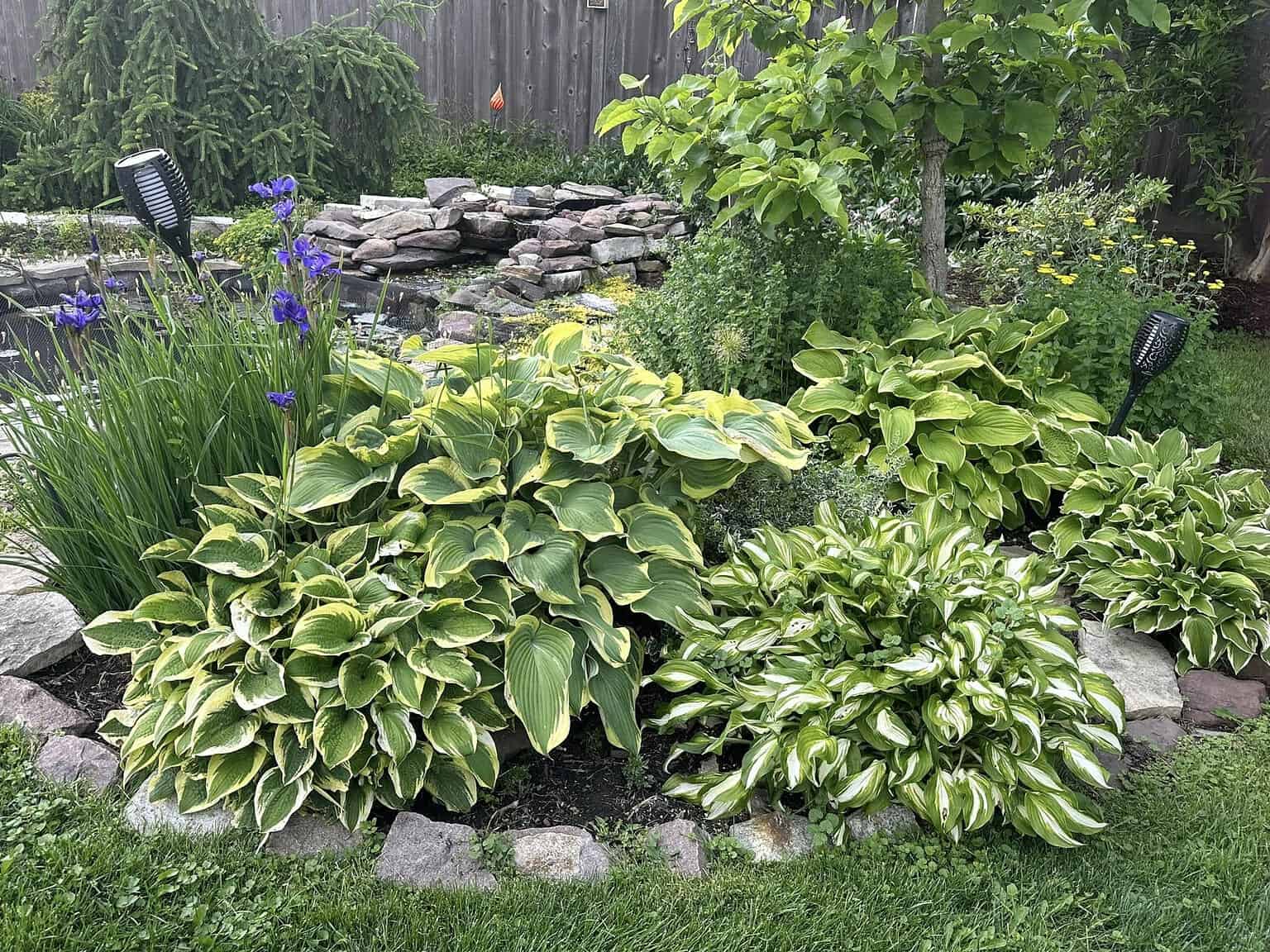 15 Beautiful Shade-Loving Perennials for Vibrant Low-Light Gardens ...