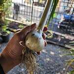 When to Harvest Garlic (How to Tell When It’s Ready and the Right Way