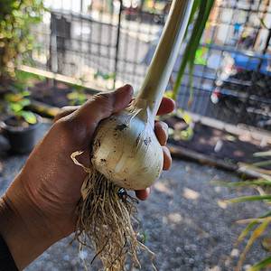 When to Harvest Garlic (How to Tell When It’s Ready and the Right Way