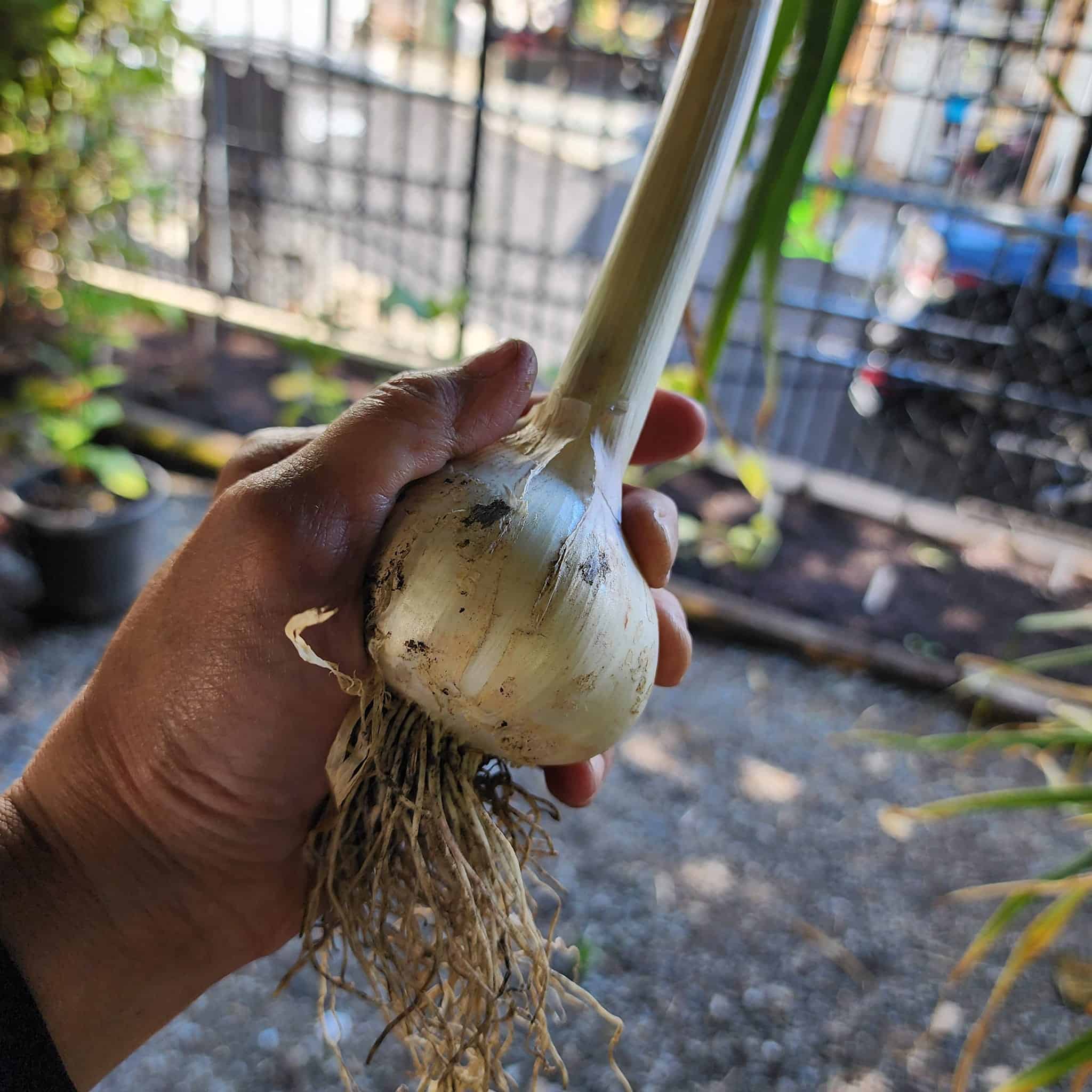 When to Harvest Garlic (How to Tell When It’s Ready and the Right Way