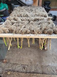 When to Harvest Garlic (How to Tell When It’s Ready and the Right Way