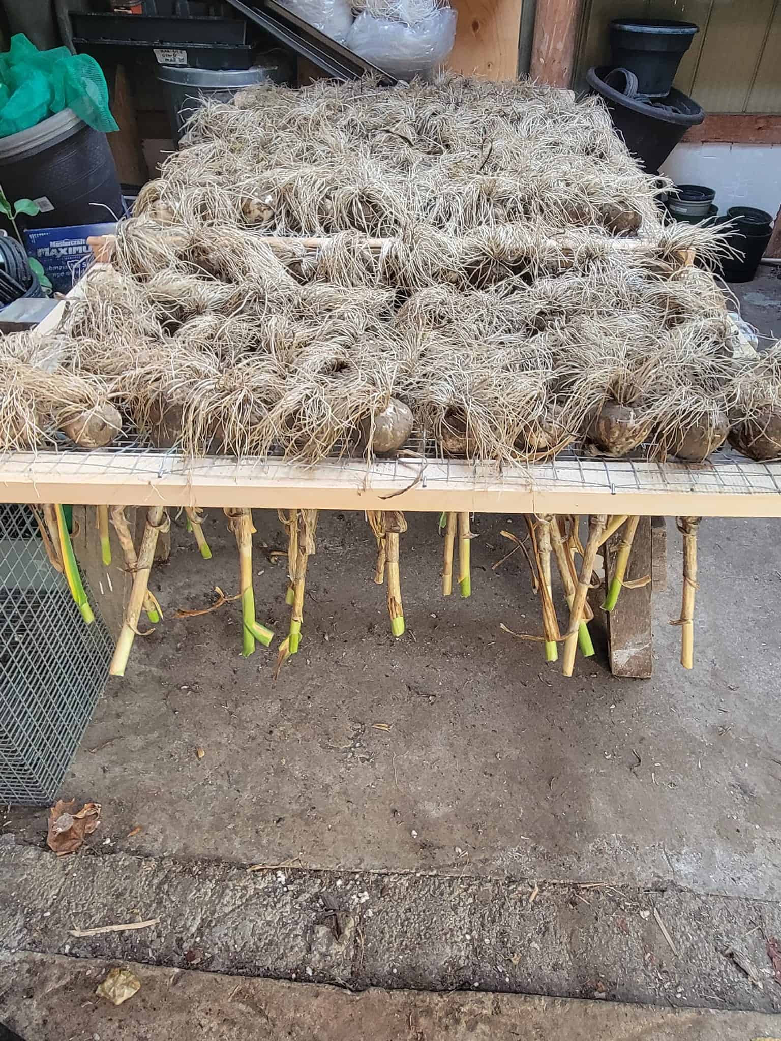 When to Harvest Garlic (How to Tell When It’s Ready and the Right Way