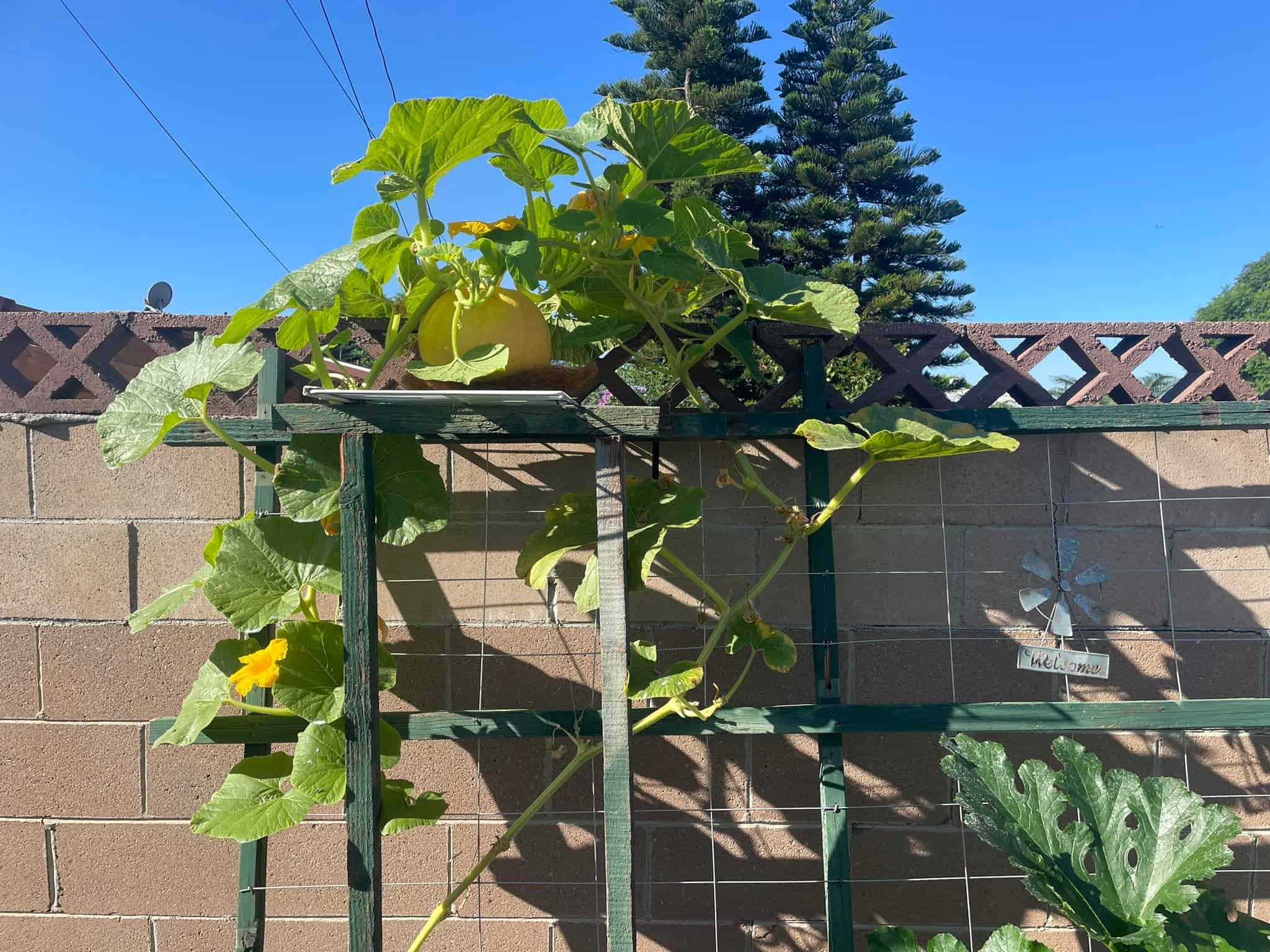 11 Creative Pumpkin Trellis Ideas for Vertical Gardening - The Ultimate ...