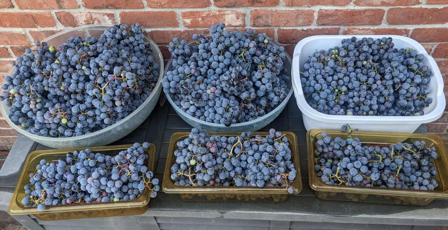 How to Cultivate Grapes for Beginners