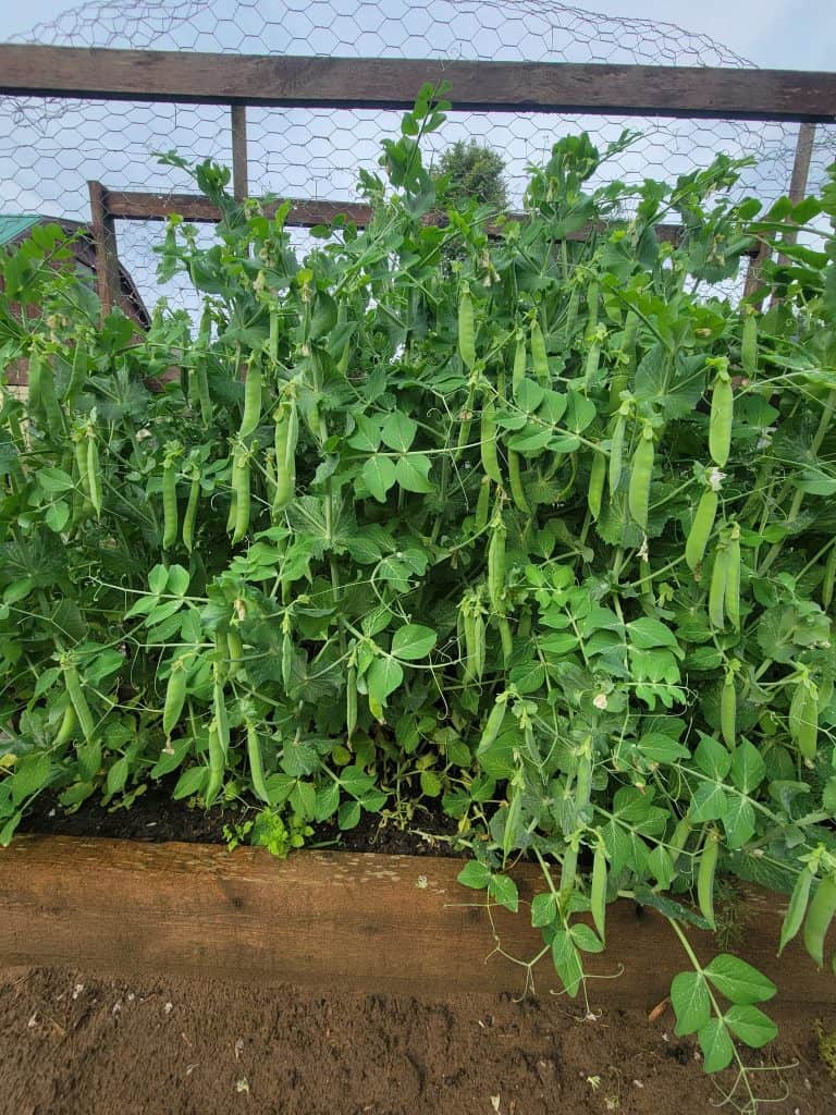 sweet peas on trellis
