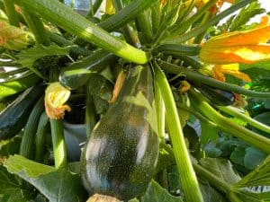 Zucchini Companion Planting