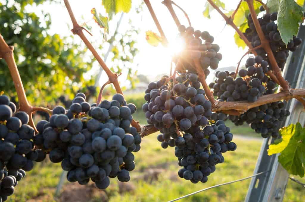 bunch of grapes