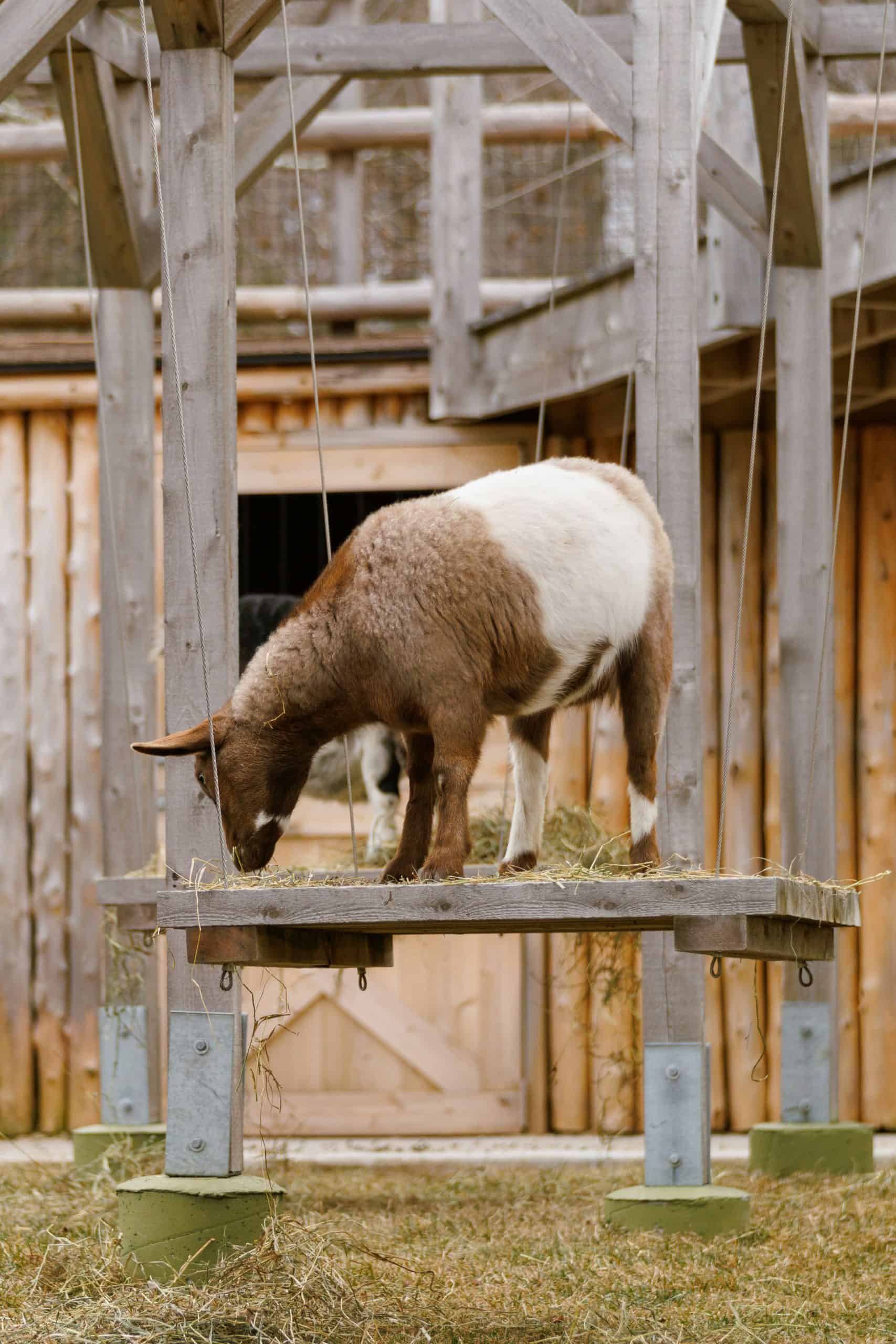 12 DIY Goat Toys You Can Build Cheaply with Logs, Pallets, and Scrap