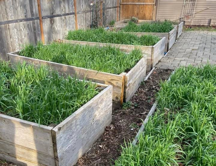 cover crops for raised beds