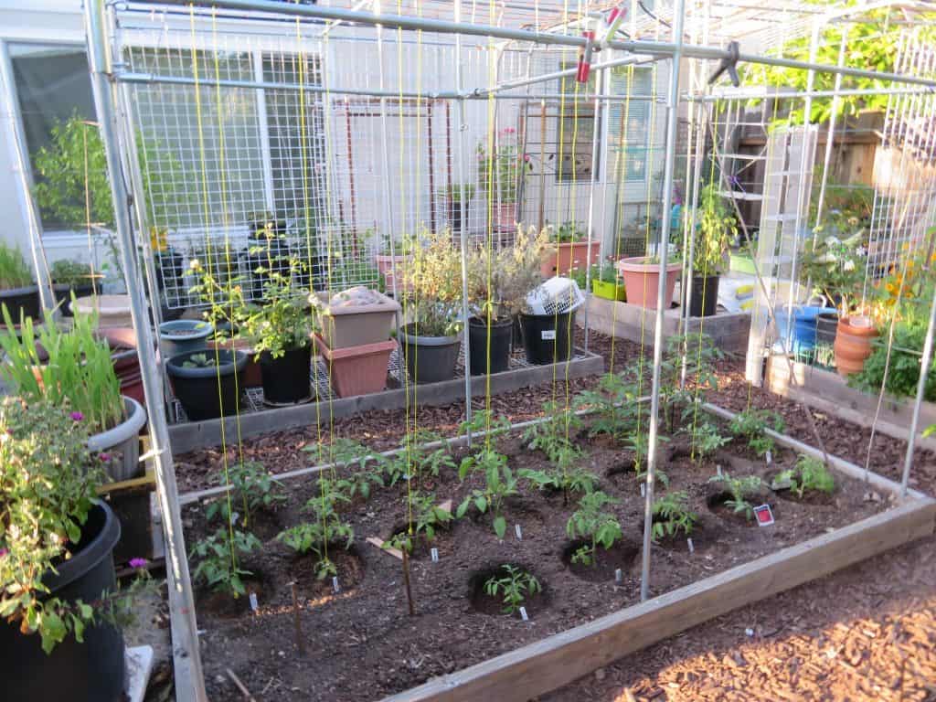 trellised tomato plants