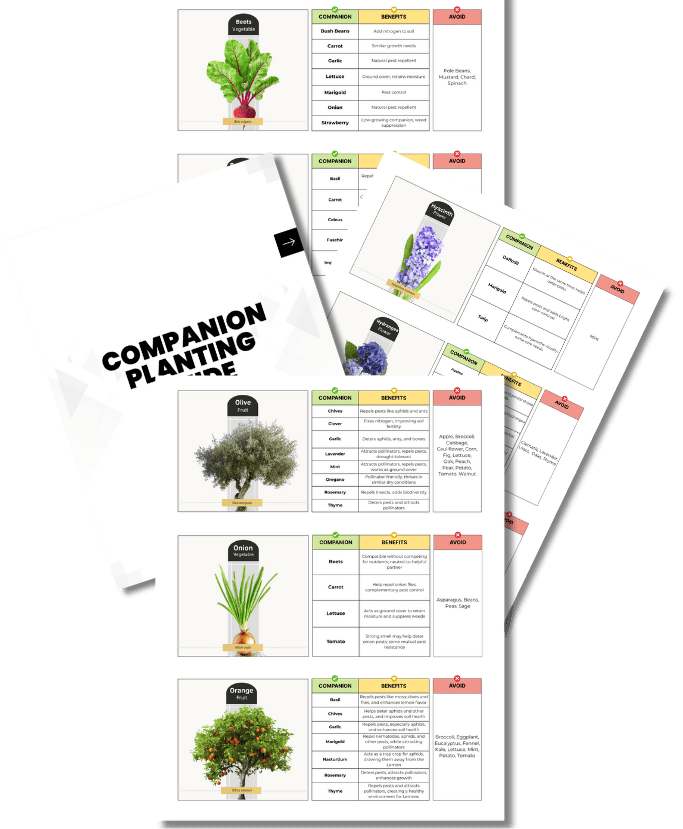 Companion Planting Guide
