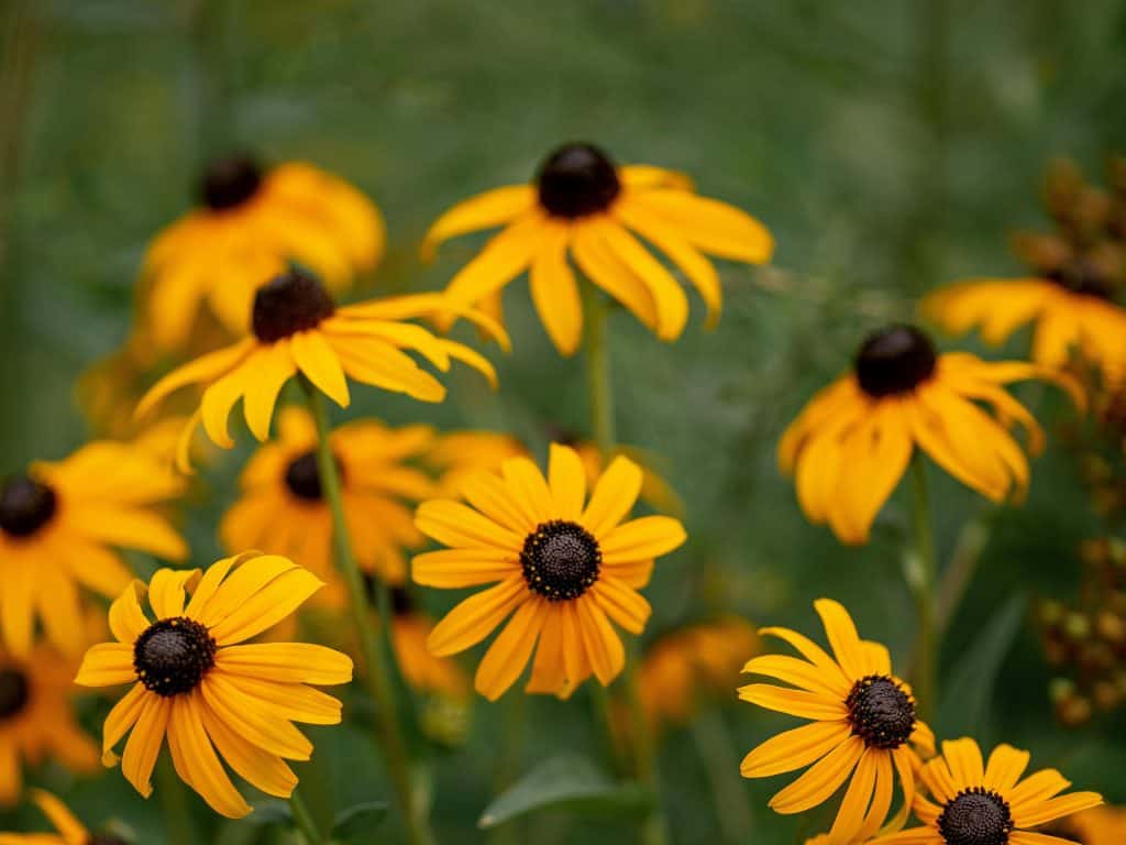 a vibrant cluster of Black-eyed Susan flowers (Rudbeckia hirta) in full bloom
