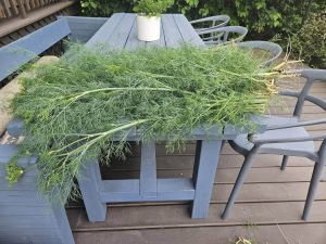 freshly harvested dill