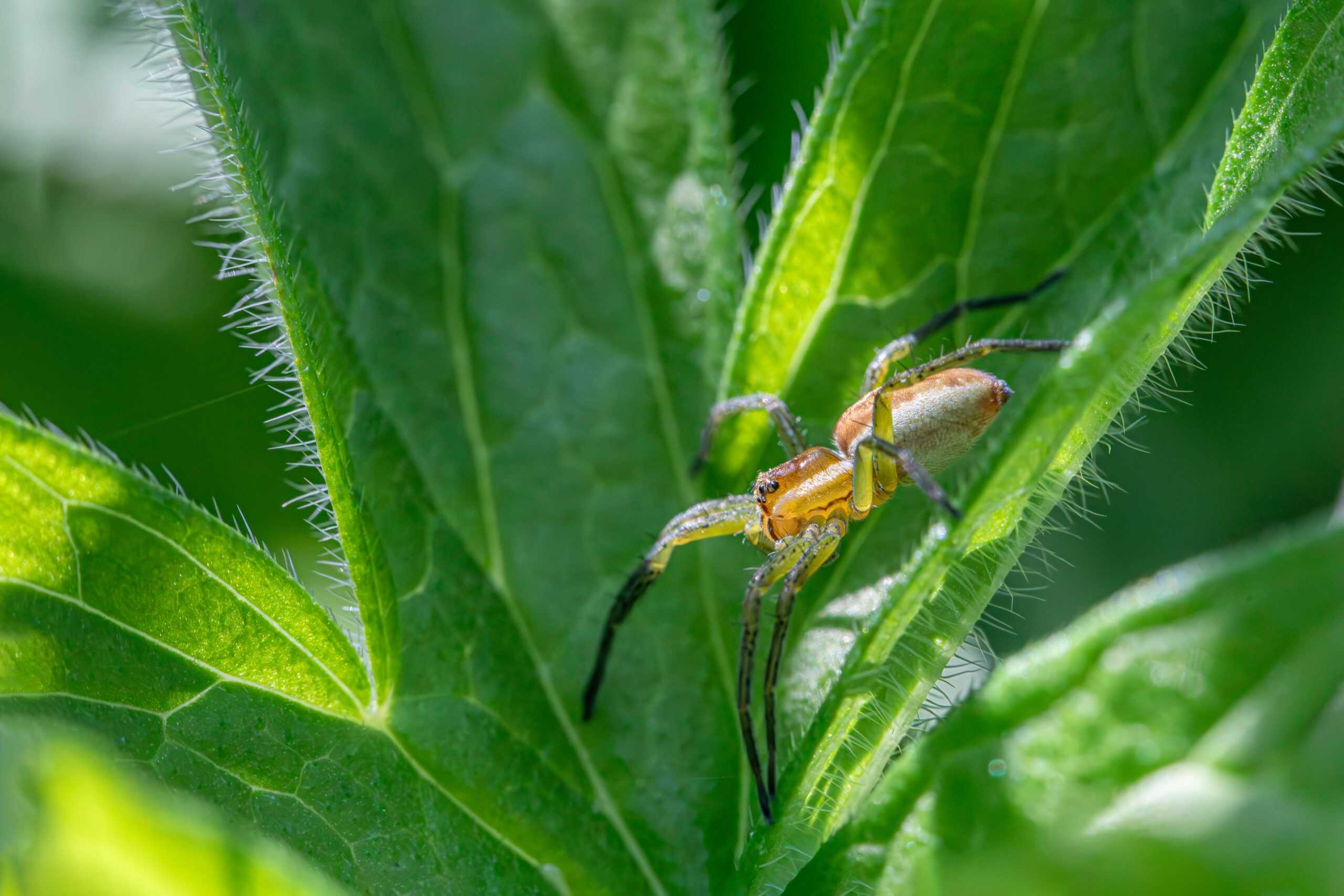 a pest in leaves