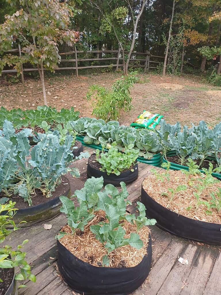 black circular planters in a backyard fior fall planting