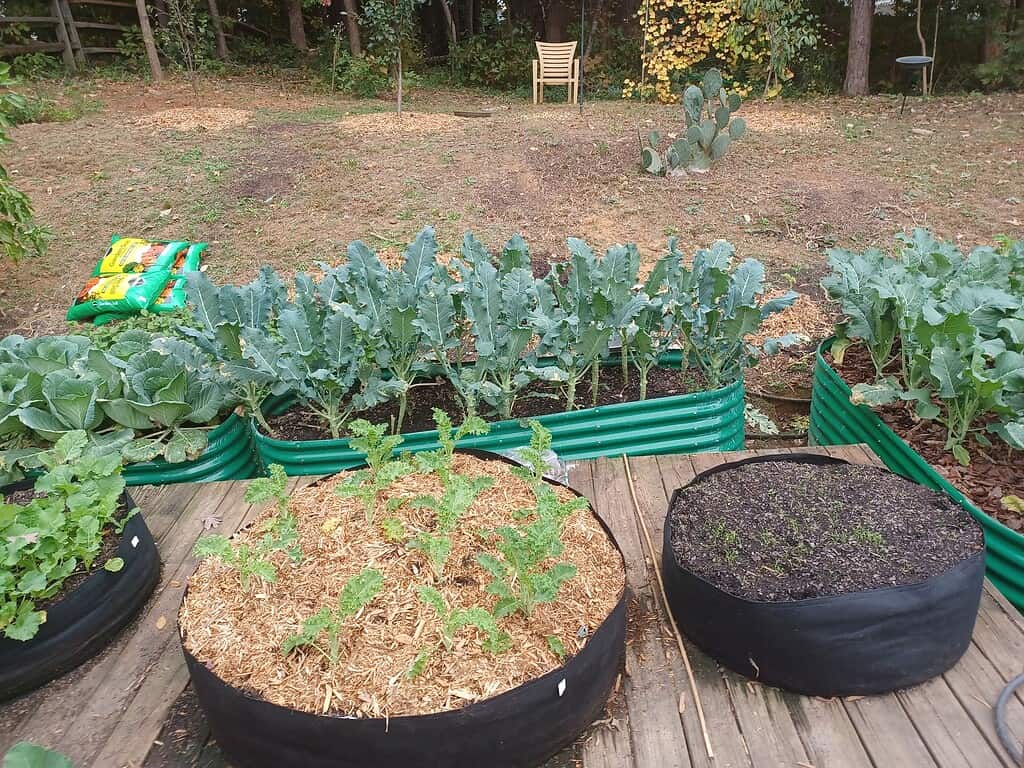 galvanized green raised beds together with circular planters