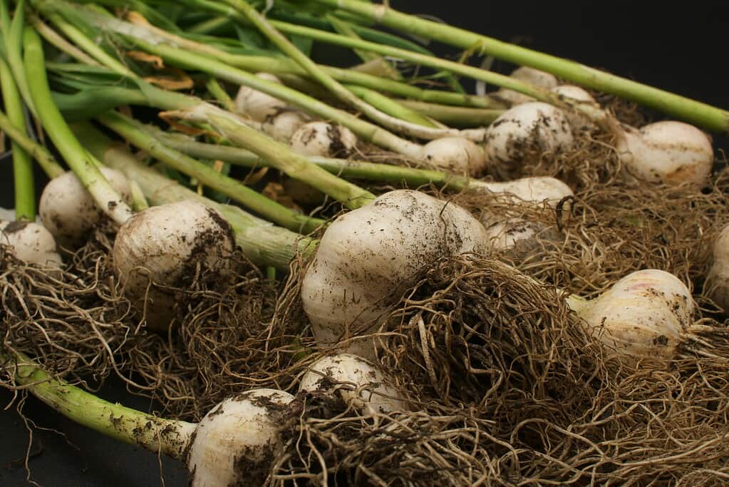 Garlic bulbs fresh out of the ground