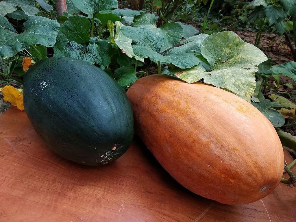 a green and orange pumpkin