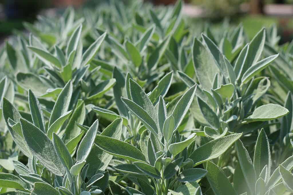 an image of a sage 