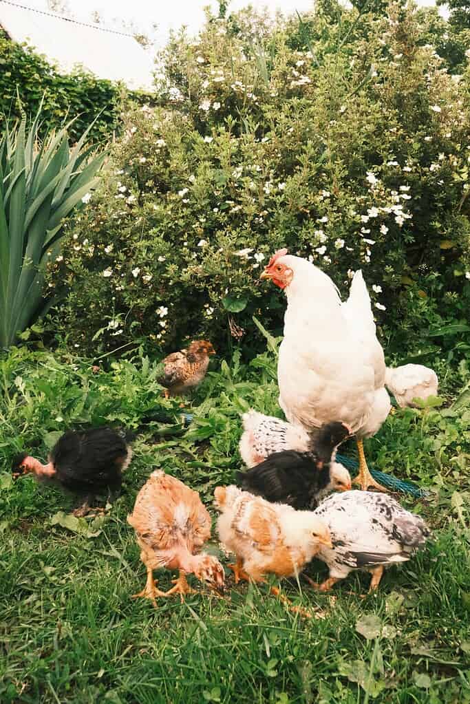 chickens free ranging in a backyard