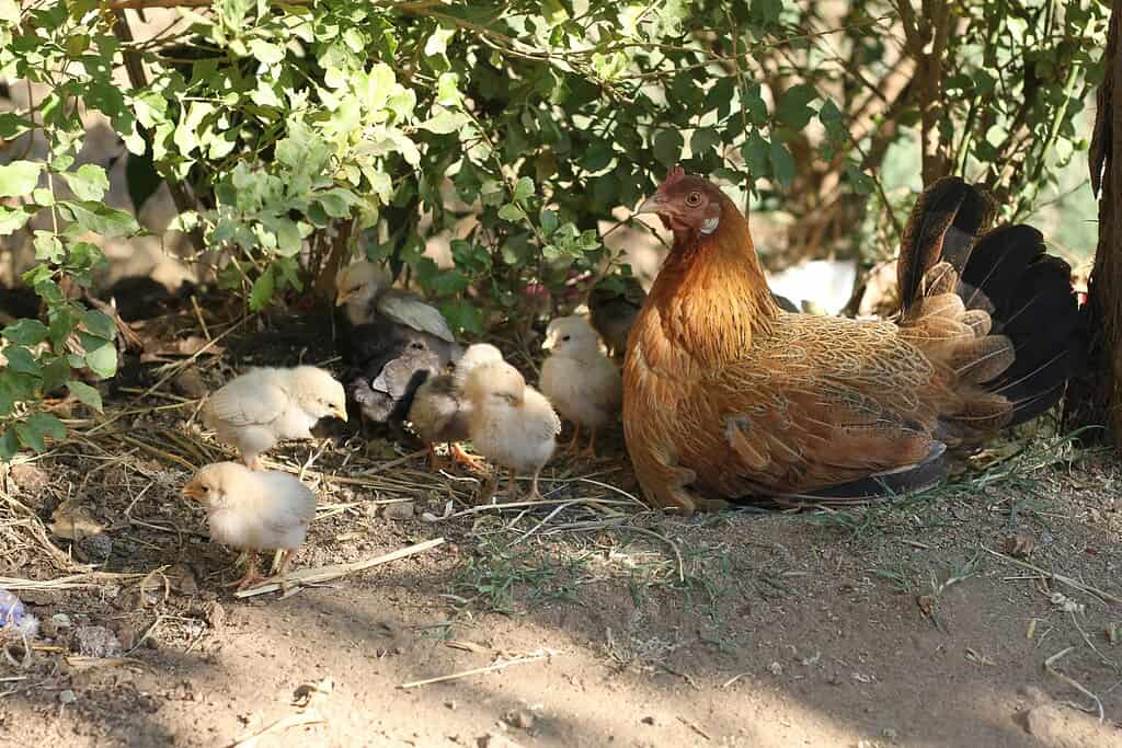 chickens with its chicks