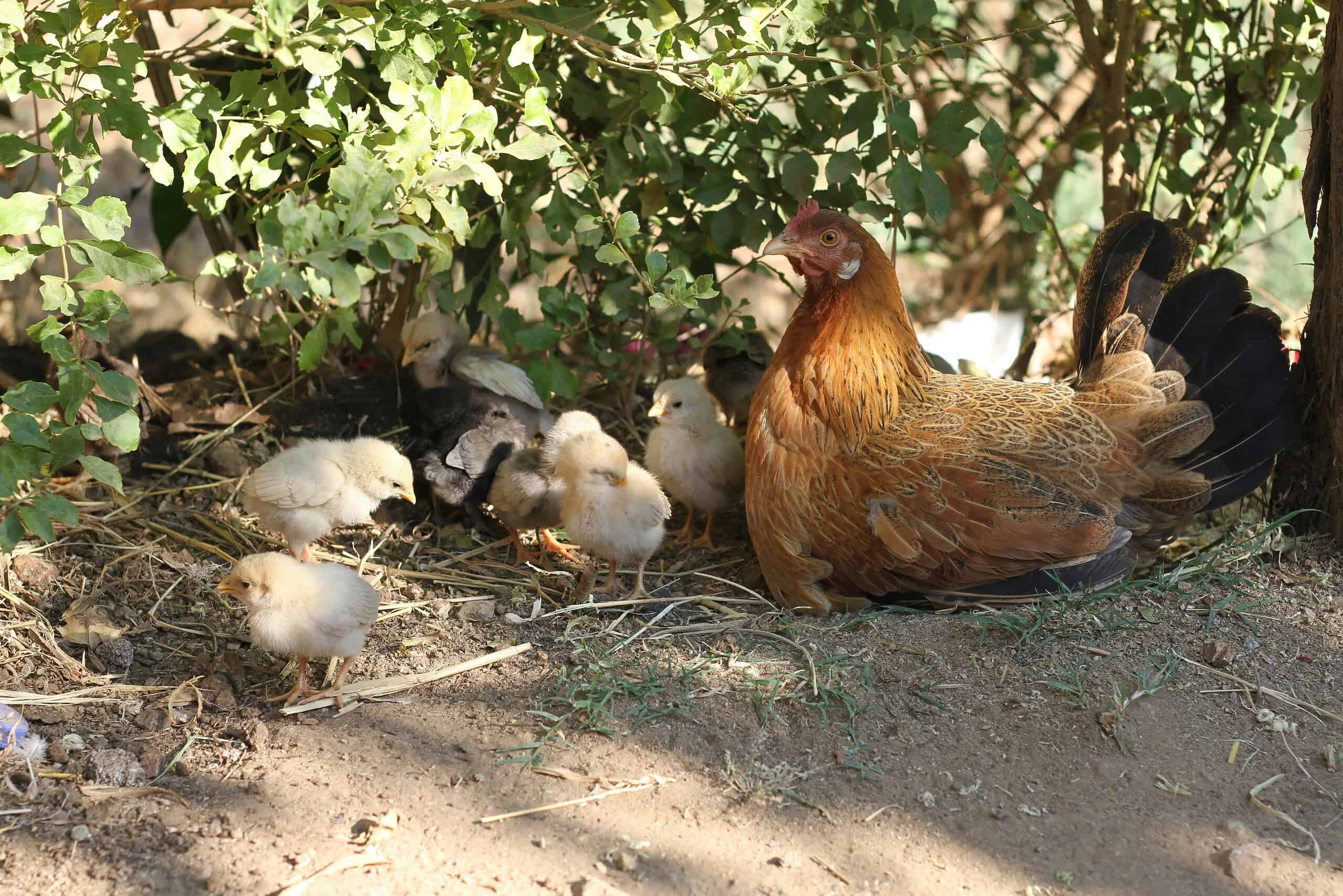 chickens with its chicks