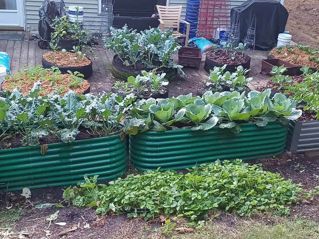 2 green raised beds planted with various veggies in a yard along with circular planters