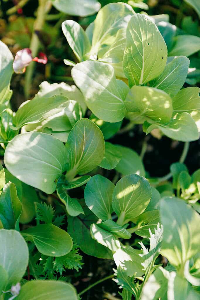 Bok choy plants in the middle of their growing cycle, with full, crisp green leaves reaching upward