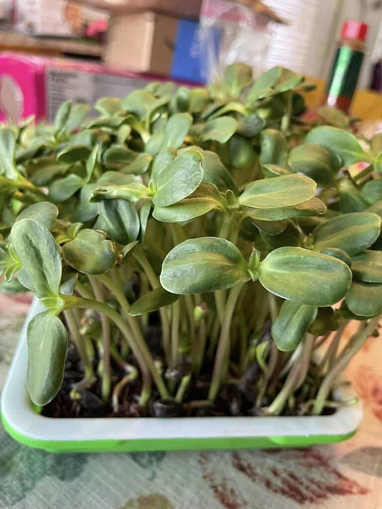 macro image of microgreens indoors