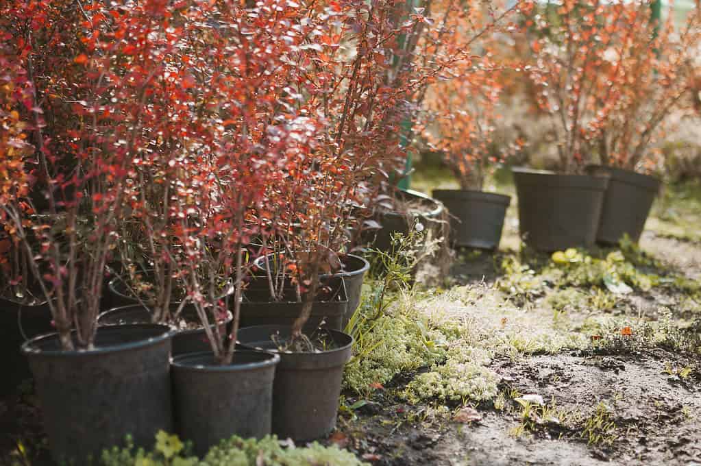 plants in their pots