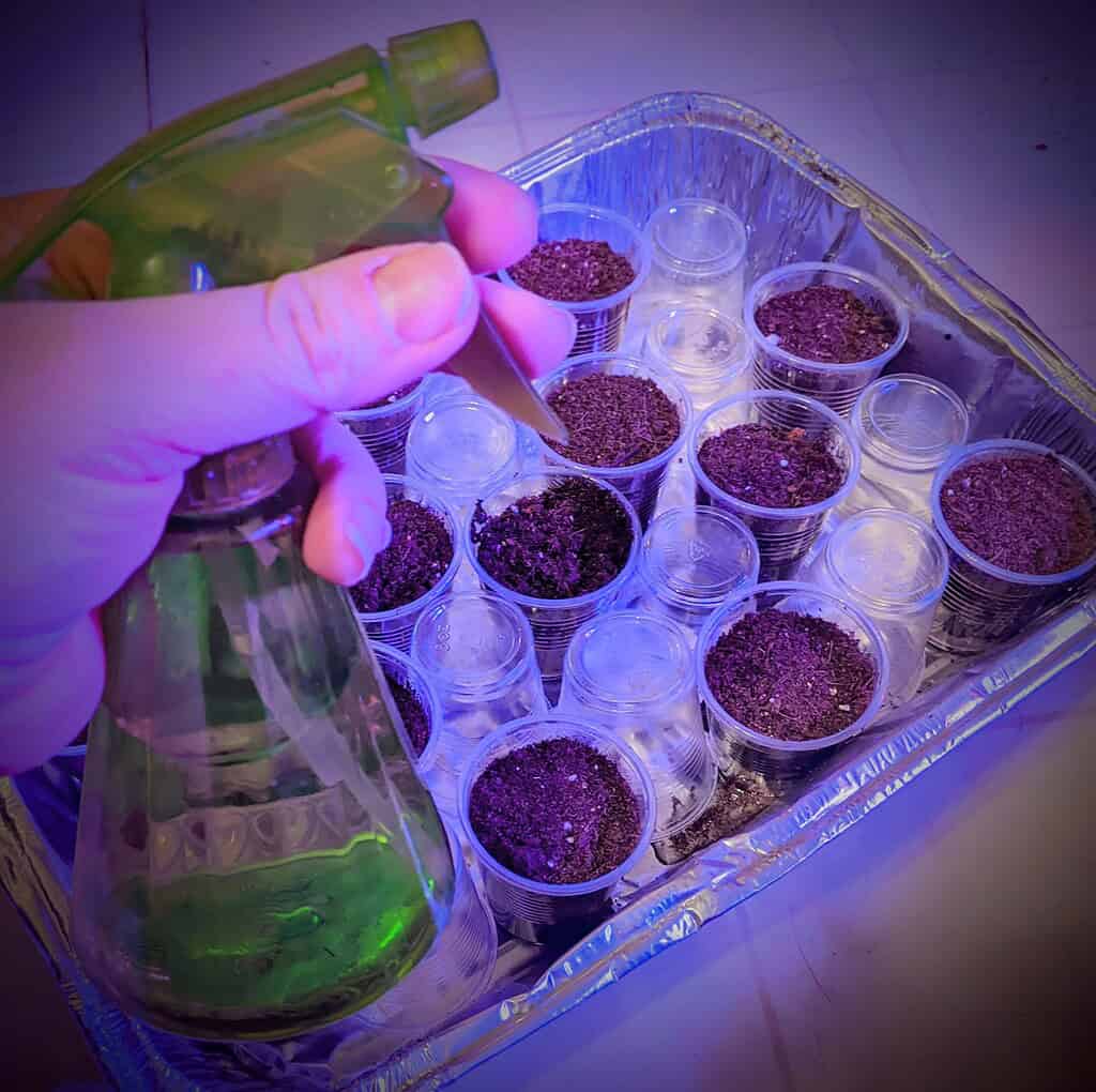 seeds indoors under grow lights