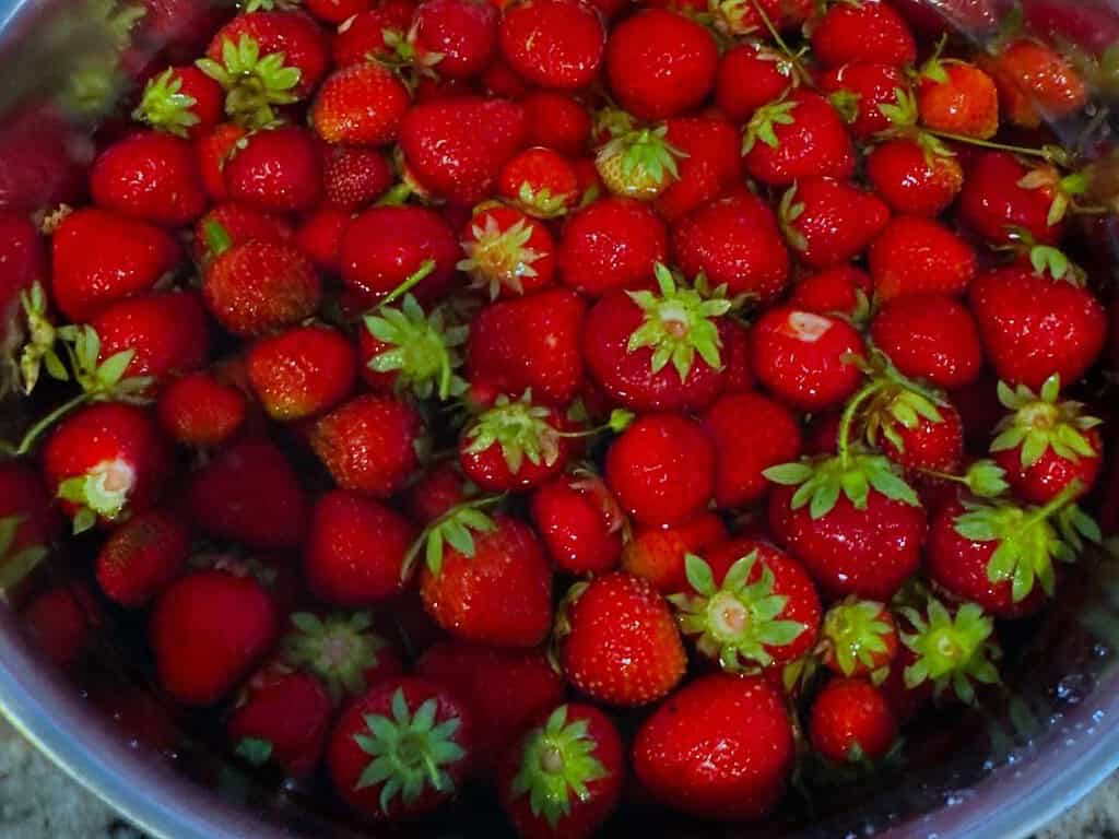 strawberries soaking in water