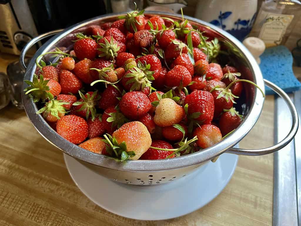 strawberries in a steel bowl