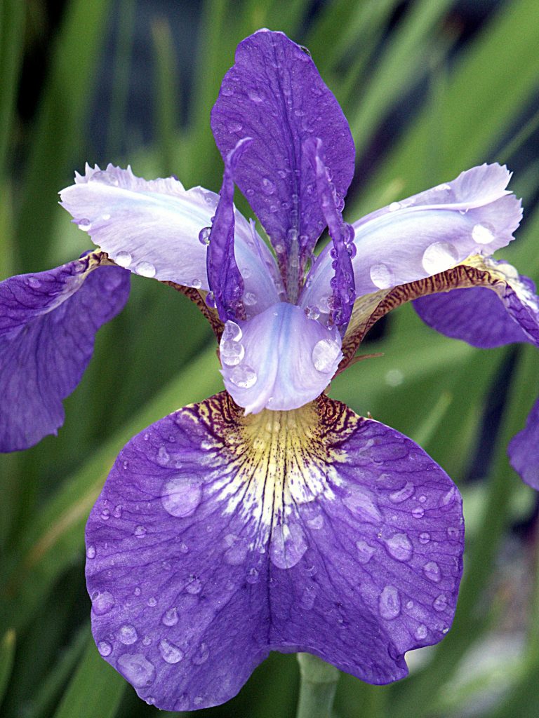 Purple Algerian iris blooming in the middle of winter