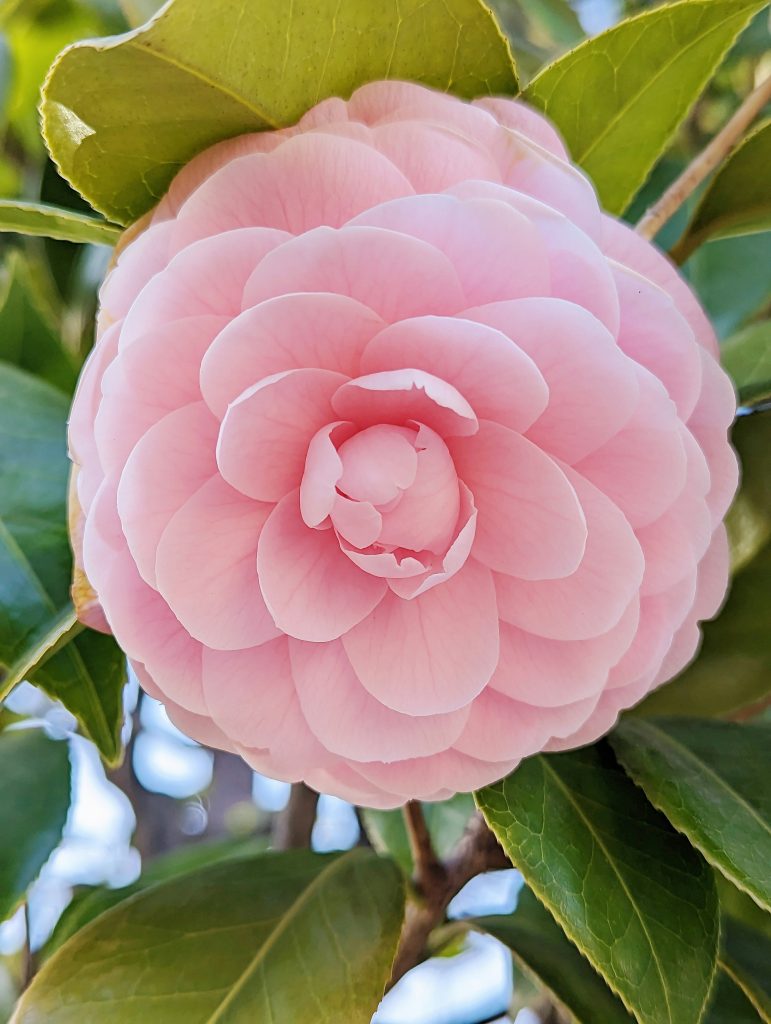 Close-up of delicate pink camellia petals 