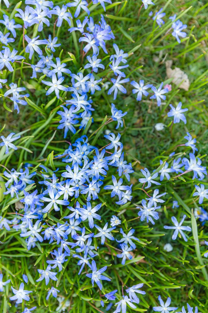 Delicate blue chionodoxa blooms brightening a cold-season landscape