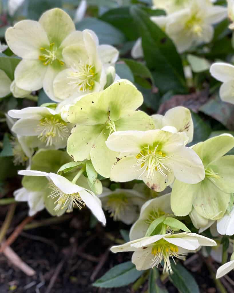 Close-up of white hellebore petals with green leaves