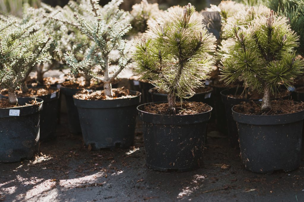 plants in containers